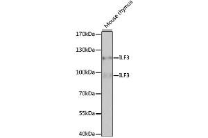 Western blot analysis of extracts of mouse thymus, using ILF3 antibody. (Interleukin enhancer-binding factor 3 (ILF3) 抗体)