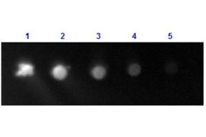 Dot Blot results of Rabbit Anti-Human IgG F(c) Antibody Fluorescein Conjugate. (兔 anti-人 IgG (Fc Region) Antibody (FITC) - Preadsorbed)