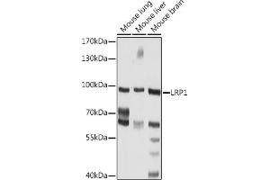 Western blot analysis of extracts of various cell lines, using LRP1 Rabbit pAb (ABIN6130085, ABIN6143323, ABIN6143324 and ABIN6217535) at 1:1000 dilution. (LRP1 抗体  (AA 20-270))