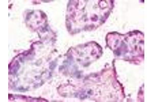 Anti-CCBP2 / D6 antibody IHC of human placenta. (CCBP2 抗体  (N-Term))
