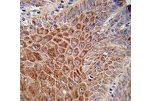 IHC analysis of FFPE human skin stained with IGH antibody (IgH 抗体  (AA 290-320))