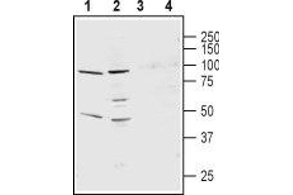 KCNS3 抗体  (1st Extracellular Loop)