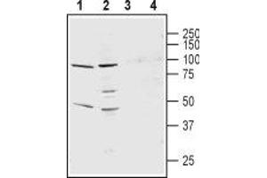Western blot analysis of rat lung membranes (lanes 1 and 3) and mouse heart membranes (lanes 2 and 4): - 1,2. (KCNS3 抗体  (1st Extracellular Loop))
