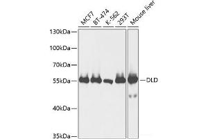 Western blot analysis of extracts of various cell lines using DLD Polyclonal Antibody at dilution of 1:1000. (DLD 抗体)