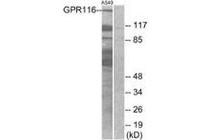 Western blot analysis of extracts from A549 cells, using GPR116 Antibody. (G Protein-Coupled Receptor 116 抗体  (AA 11-60))