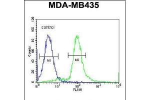 Flow cytometric analysis of MDA-MB435 cells (right histogram) compared to a negative control cell (left histogram). (ARHGAP10 抗体  (AA 237-263))