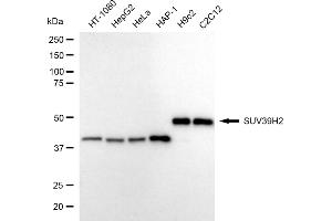 anti-Suppressor of Variegation 3-9 Homolog 2 (Drosophila) (SUV39H2) antibody