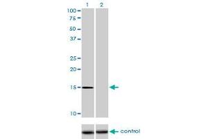 Western blot analysis of NXT1 over-expressed 293 cell line, cotransfected with NXT1 Validated Chimera RNAi (Lane 2) or non-transfected control (Lane 1). (NXT1 抗体  (AA 1-140))