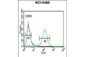 RAB27B Antibody (C-term) (ABIN651177 and ABIN2840113) flow cytometric analysis of NCI- cells (right histogram) compared to a negative control cell (left histogram). (RAB27B 抗体  (C-Term))