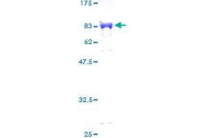 ZNF207 Protein (AA 1-463) (GST tag)