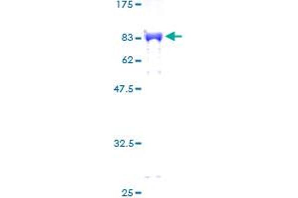 ZNF207 Protein (AA 1-463) (GST tag)
