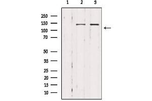 Western blot analysis of extracts from various samples, using MAST3 Antibody. (MAST3 抗体  (Internal Region))