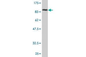 Western Blot detection against Immunogen (86. (GK2 抗体  (AA 1-553))
