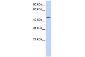 Image no. 1 for anti-Chromosome 20 Open Reading Frame 160 (C20orf160) (AA 71-120) antibody (ABIN6741141) (C20orf160 抗体  (AA 71-120))