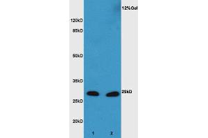 L1 mouse embryo lysate L2 mouse liver lysates probed with Anti XBP1 Polyclonal Antibody, Unconjugated  at 1:3000 for 90 min at 37˚C. (XBP1 抗体  (AA 51-150))