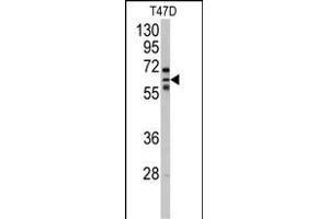 Western blot analysis of anti-CYP2C8 Antibody (N-term) (ABIN392529 and ABIN2842084) in T47D cell line lysates (35 μg/lane). (CYP2C8 抗体  (N-Term))