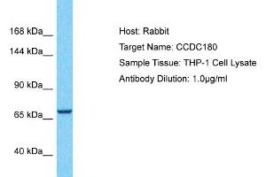 Host: Rabbit Target Name: CCDC180 Sample Type: THP-1 Whole Cell lysates Antibody Dilution: 1.