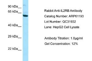 Western Blotting (WB) image for anti-Interleukin 2 Receptor, beta (IL2RB) (C-Term) antibody (ABIN2788713) (IL2 Receptor beta 抗体  (C-Term))