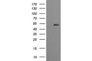 Image no. 1 for anti-Cbl proto-oncogene C (CBLC) (AA 244-474) antibody (ABIN1491264) (CBLC 抗体  (AA 244-474))