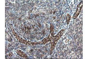 Image no. 1 for anti-Platelet/endothelial Cell Adhesion Molecule (PECAM1) antibody (ABIN1497247) (CD31 抗体)