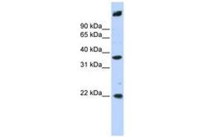 Image no. 1 for anti-Single Stranded DNA Binding Protein 3 (SSBP3) (AA 288-337) antibody (ABIN6741311) (SSBP3 抗体  (AA 288-337))