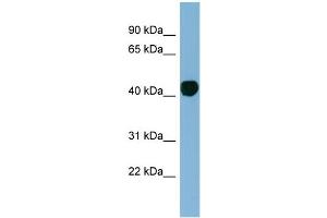 WB Suggested Anti-H2AFY Antibody Titration: 0. (H2AFY 抗体  (N-Term))