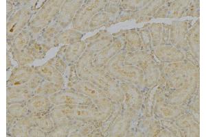 ABIN6279587 at 1/100 staining Mouse kidney tissue by IHC-P. (MT-ND4L 抗体)