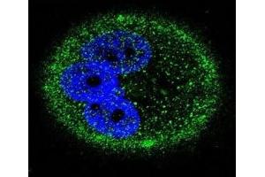Confocal immunofluorescent analysis of MAPK15 antibody with MCF-7 cells followed by Alexa Fluor 488-conjugated goat anti-mouse lgG (green). (MAPK15 抗体)
