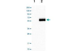 Western blot analysis of Lane 1: Negative control (vector only transfected HEK293T lysate), Lane 2: Over-expression Lysate (Co-expressed with a C-terminal myc-DDK tag (~3. (APOH 抗体)
