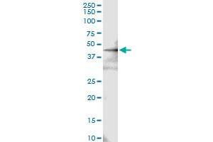 Immunoprecipitation of FBXO4 transfected lysate using anti-FBXO4 MaxPab rabbit polyclonal antibody and Protein A Magnetic Bead , and immunoblotted with FBXO4 purified MaxPab mouse polyclonal antibody (B01P) . (FBXO4 抗体  (AA 1-387))