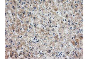 Image no. 2 for anti-Adenylate Kinase 4 (AK4) antibody (ABIN1496526) (AK4 抗体)