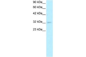 WB Suggested Anti-POU1F1 Antibody Titration: 0. (POU1F1 抗体  (C-Term))