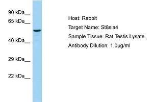 WB Suggested Anti-St8sia4 Antibody   Titration: 1.
