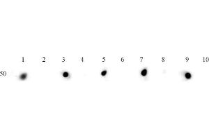 Histone H3ac (pan-acetyl)antibody (pAb) tested by dot blot analysis.