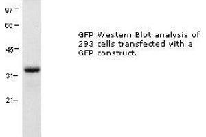 Image no. 1 for anti-Green Fluorescent Protein (GFP) antibody (ABIN274269) (GFP 抗体)