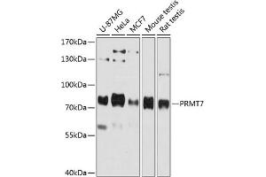 Western blot analysis of extracts of various cell lines, using PRMT7 antibody (ABIN6129631, ABIN6146234, ABIN6146235 and ABIN6215747) at 1:3000 dilution. (PRMT7 抗体  (AA 513-692))