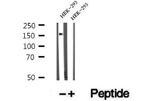 Western blot analysis of extracts of HEK-293 cells, using ZFYVE16 antibody. (ZFYVE16 抗体  (C-Term))