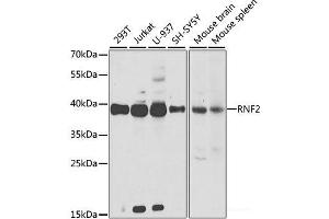 Western blot analysis of extracts of various cell lines using RNF2 Polyclonal Antibody at dilution of 1:1000. (RNF2 抗体)
