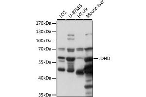 Western blot analysis of extracts of various cell lines, using LDHD antibody (ABIN7268173) at 1000 dilution. (LDHD 抗体  (AA 158-507))
