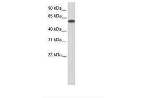 Image no. 3 for anti-Zinc Finger Protein 394 (ZNF394) (N-Term) antibody (ABIN6736210) (ZNF394 抗体  (N-Term))
