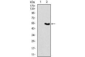 Western Blotting (WB) image for anti-Vav 1 Oncogene (VAV1) (AA 121-324) antibody (ABIN969581)