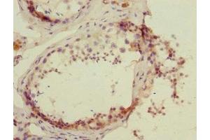 Immunohistochemistry of paraffin-embedded human testis tissue using ABIN7164721 at dilution of 1:100 (PROK2 抗体  (AA 20-129))