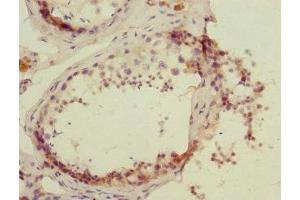 Immunohistochemistry of paraffin-embedded human testis tissue using ABIN7164721 at dilution of 1:100