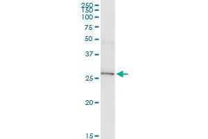IL33 monoclonal antibody (M01), clone 2D8. (IL-33 抗体  (AA 171-269))