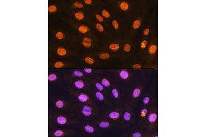 Immunofluorescence (IF) image for anti-General Transcription Factor IIIC, Polypeptide 3, 102kDa (GTF3C3) antibody (ABIN7267374)