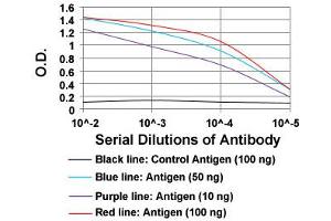 ELISA analysis of Bpifa2 monoclonal antibody, clone 2B4F5  at 1:10000 dilution. (STXBP3 抗体  (AA 16-169))