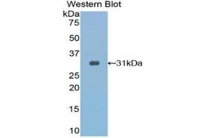 Western Blotting (WB) image for anti-Toll Interacting Protein (TOLLIP) (AA 19-254) antibody (ABIN1860825) (TOLLIP 抗体  (AA 19-254))