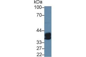 Western Blot; Sample: Rat Bone marrow lysate; Primary Ab: 5µg/ml Rabbit Anti-Human CPA3 Antibody Second Ab: 0. (CPA3 抗体  (AA 110-417))