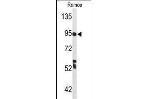 Western blot analysis of C7 Antibody (Center) (ABIN653210 and ABIN2842751) in Ramos cell line lysates (35 μg/lane). (C7 抗体  (Center))