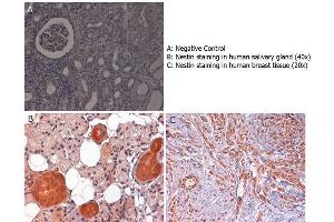 Immunohistochemistry with anti-nestin antibody showing nestin staining in cytoplasm of of ductal epithelium of human salivary gland (B) and in nucleus and cytoplasm of human breast tissue (C). (Nestin 抗体  (AA 1484-1500))